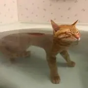 heinkelの画像