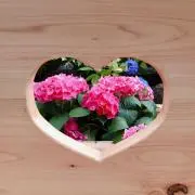 yuの画像