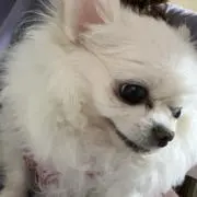 cocoの画像
