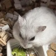 おじき 即購入可の画像