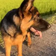 犬あるあるの画像