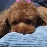みかん