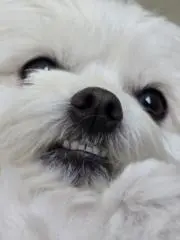 ごま