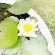ポテトマン【プロフご一読お願い致します】の画像