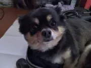 POCHI-PUPUの画像