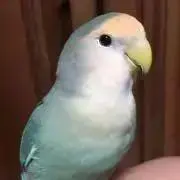 ペコちゃん　プロフ読んでくださいの画像