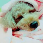 Ryosuke