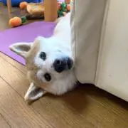 ウルフチーフの画像