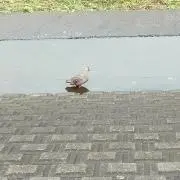 ふたみ