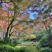 あかさの画像