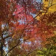 itsukaの画像