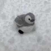 にんじんの画像