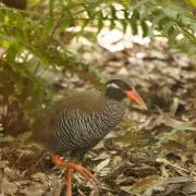 びわの画像