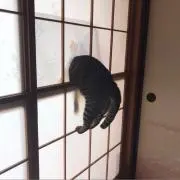 ひじき