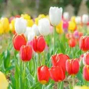 TULIP♡の画像