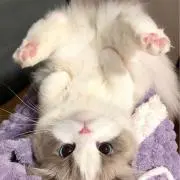 nyanの画像
