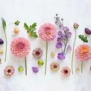 ask☆の画像