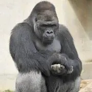 ゴリラ