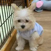 ぴっぴの画像
