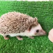 きょの画像