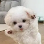 ふっふっの画像