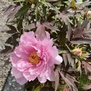 peony