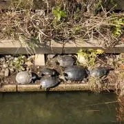 ブライアン