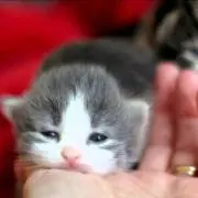 ゆず