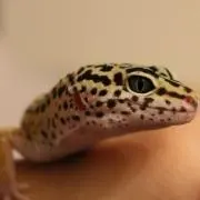 りん