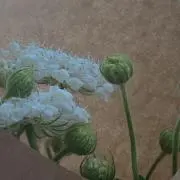 en-すわんの画像