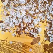 レインボーフィッシュの画像