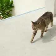 グリーン