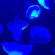 MIの画像