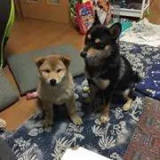 ヒメツル