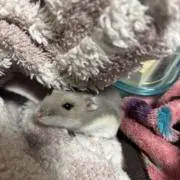 みるく
