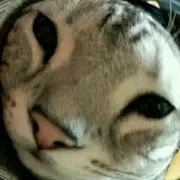 おくま