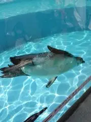しょうぱぱ☆購入前プロフ必ず読んで下さいの画像