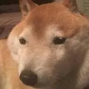 しば犬くん