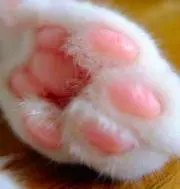のりみんの画像