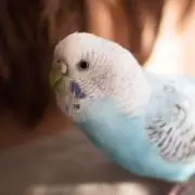 reopapaの画像