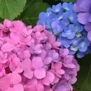 はっちの画像