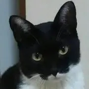 こふん