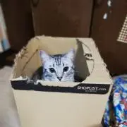 じゅん