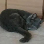 王子の花嫁