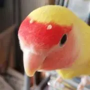 MelonLの画像