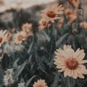 Ｒの画像