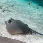 ぐーみの画像
