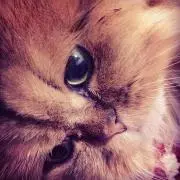 あきこ