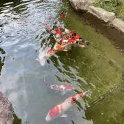 栞の画像