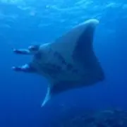 ひらりんの画像